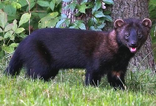 critter5.jpg