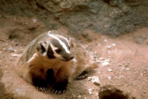 critter6.jpg