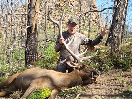 Cow Elk and Shed resized.jpg