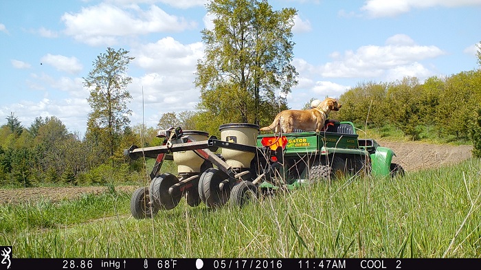 Corn planting.jpg