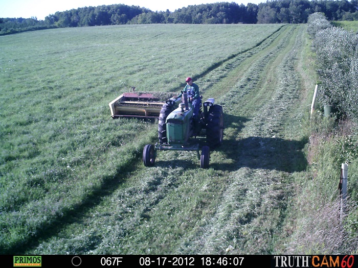Haying.jpg