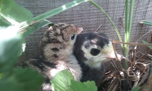 resize poults.jpg