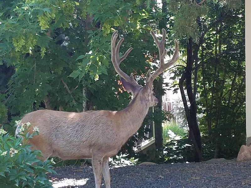 big buck boulder.jpg