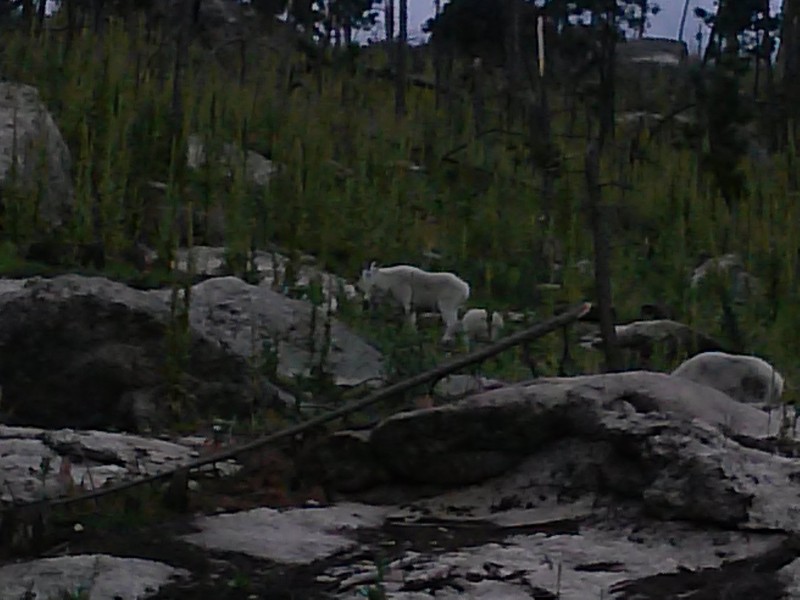 NeedlesGoats.jpg