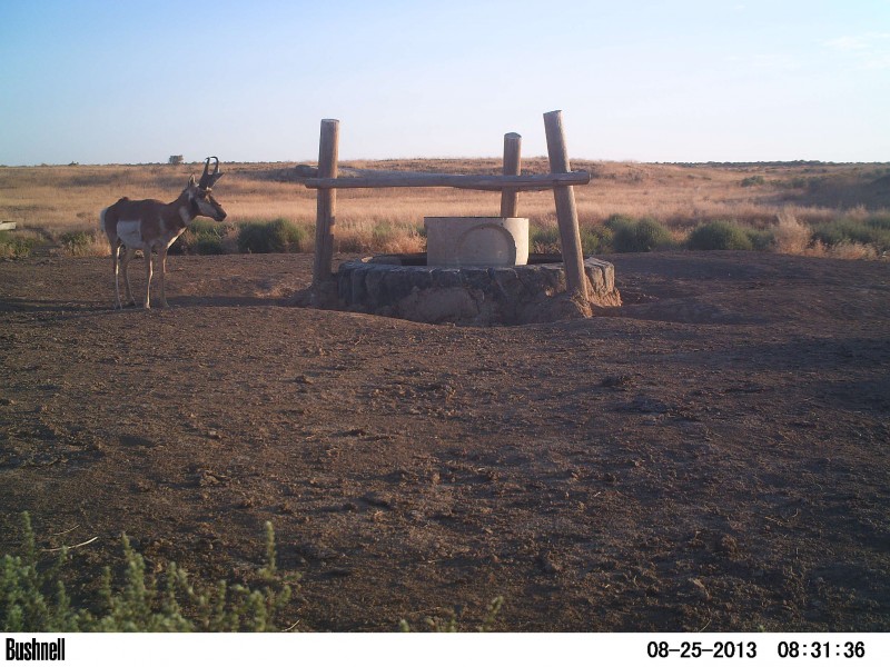 antelop on water tank.JPG