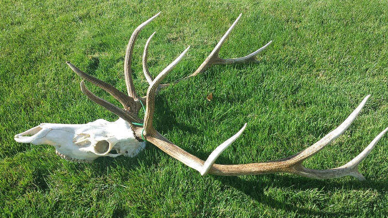Europeanmount2016resized.jpg
