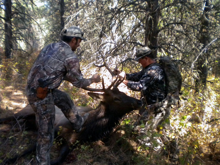 Jerry's 2012 Bull 1.jpg