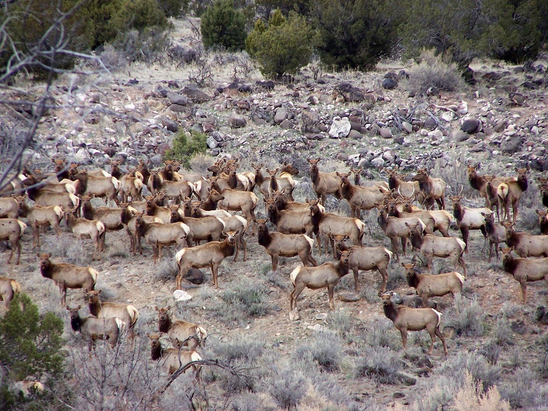 #8ElkDuds.jpg