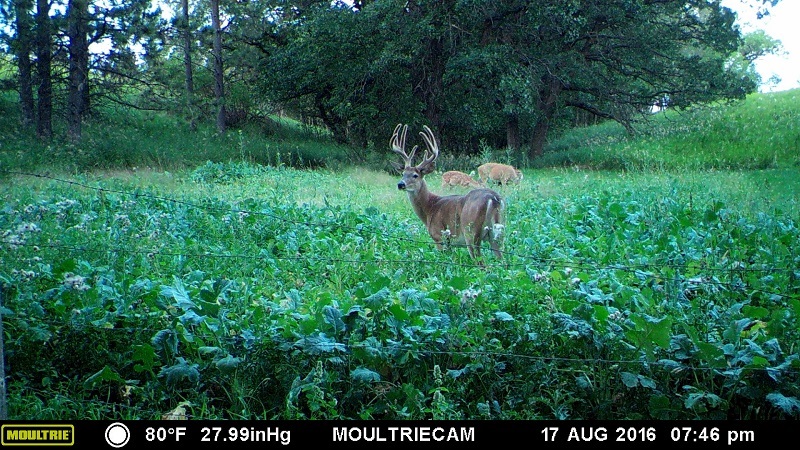 Trail Cam (1).JPG