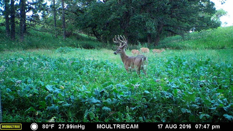 Trail Cam (2).JPG