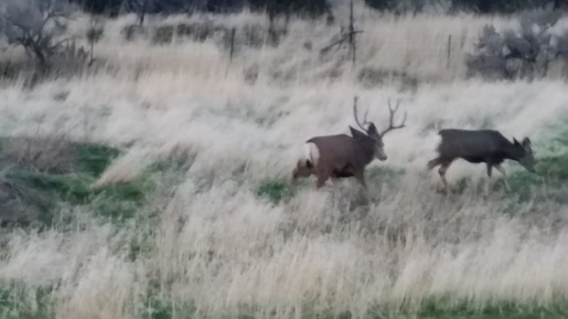 20161118_171742 buck at south farm (Small).jpg