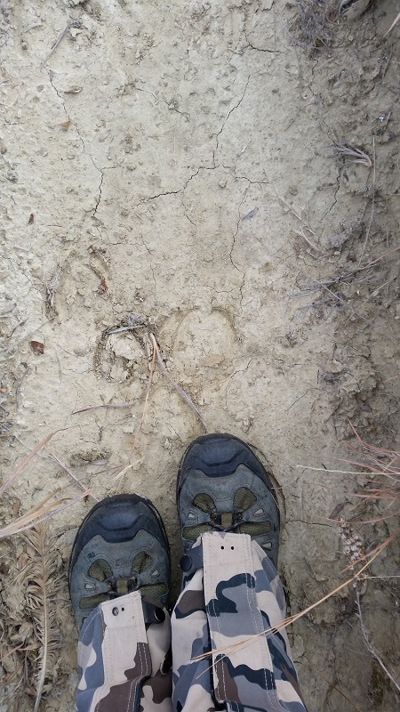 Elk Tracks.jpg