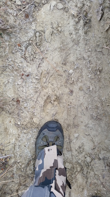 Elk Track.jpg