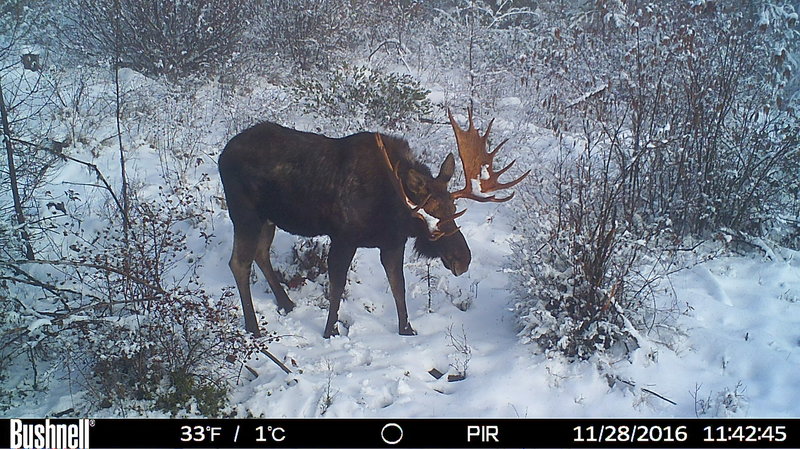rsz_hunt0039.jpg