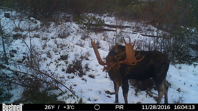 rsz_hunt0051.jpg