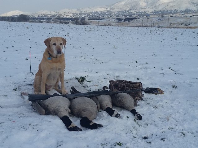 12 17 16 Pourtneuf Church Farm Holley limit geese (Small).jpg