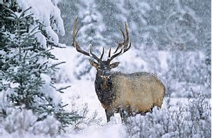 Bull Elk.jpg