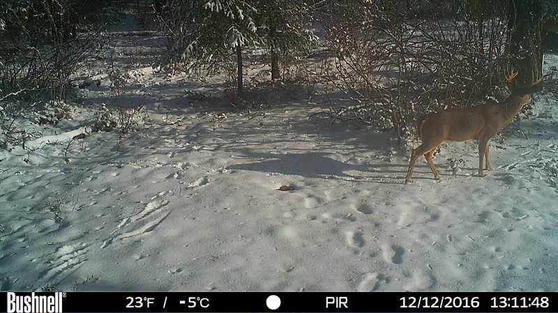 rsz_hunt0013.jpg