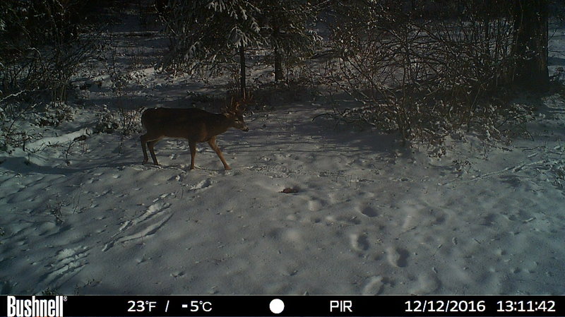 rsz_hunt0012.jpg