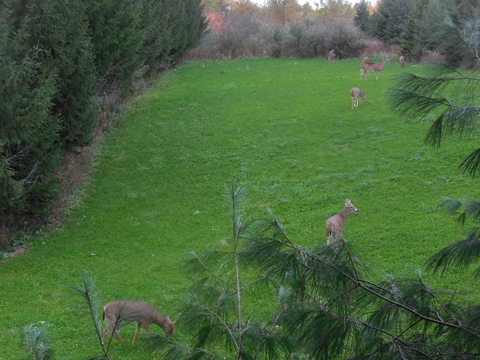 TC 1 clover plot.jpg