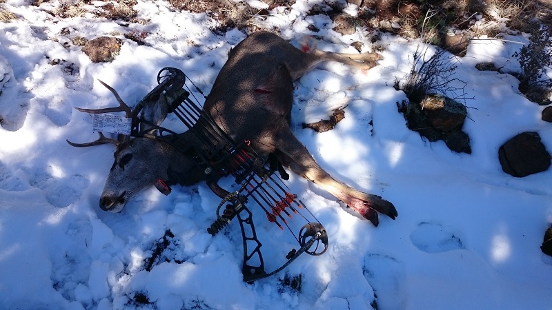 Arizona Mule deer with bow 800.jpg