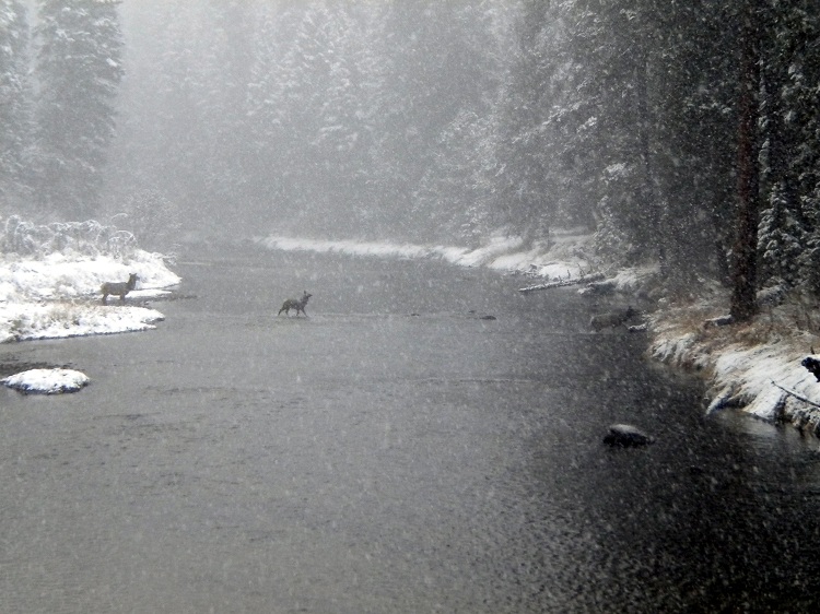 Elk in River 1.jpg