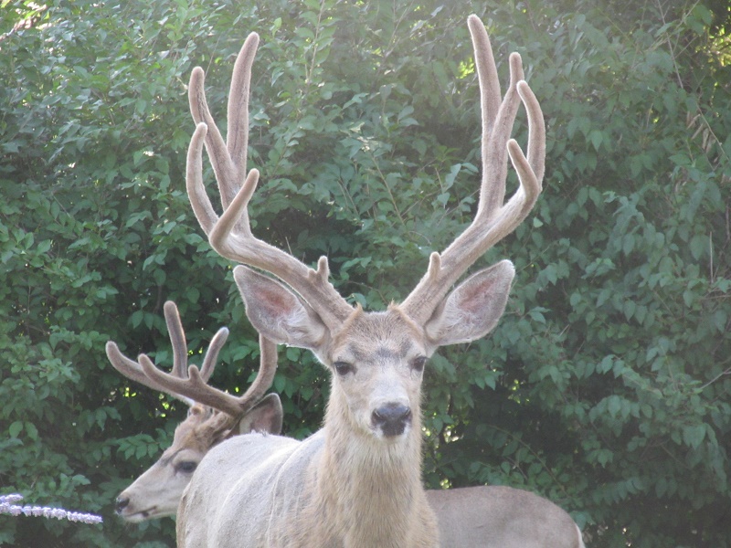 #5 Elkduds.jpg