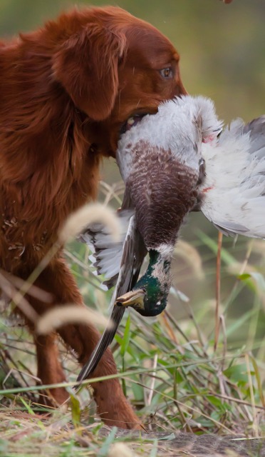 #1 N&N Waterfowl.jpg