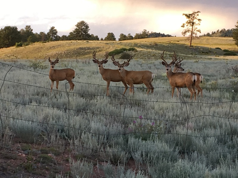 DEC 16 Winner - Wildlife - cohunter14.jpg