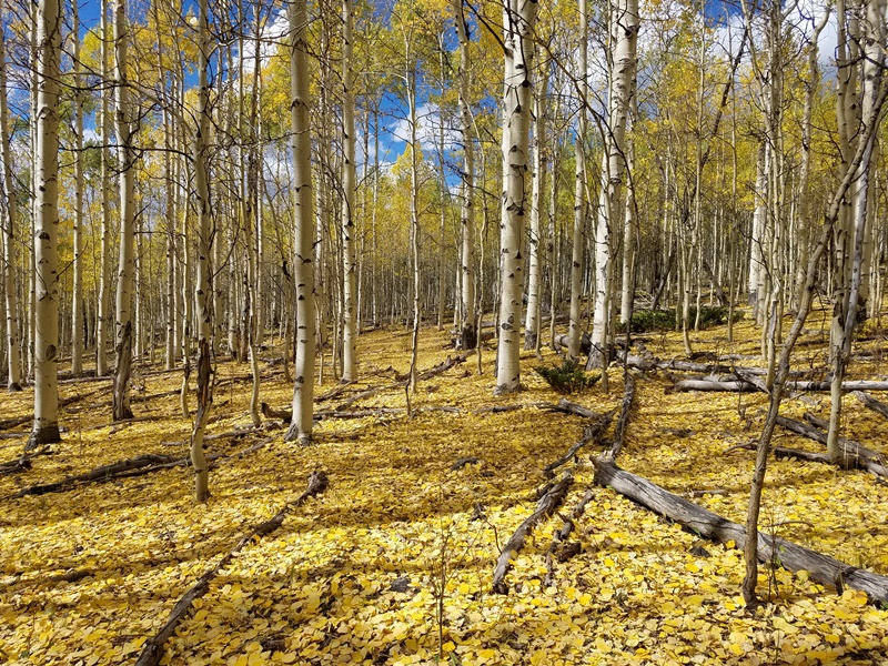 SEP 16 Winner - Fall Colors - Charina.jpg