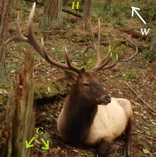 Bull123.jpg