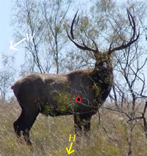 bull125.jpg