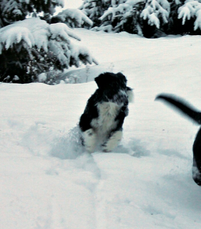 daisy_and_jake-1.jpg