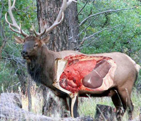 elk anatomy.jpg