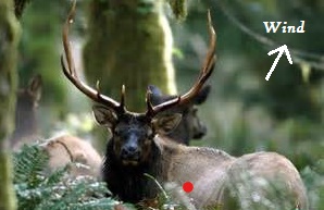elkshot_Ink_.jpg