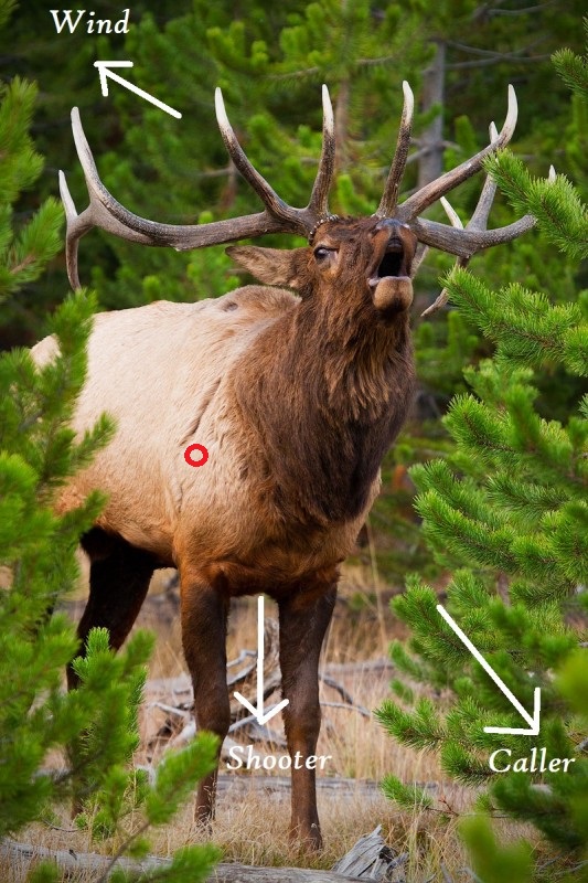 elk%20bugling12.jpg
