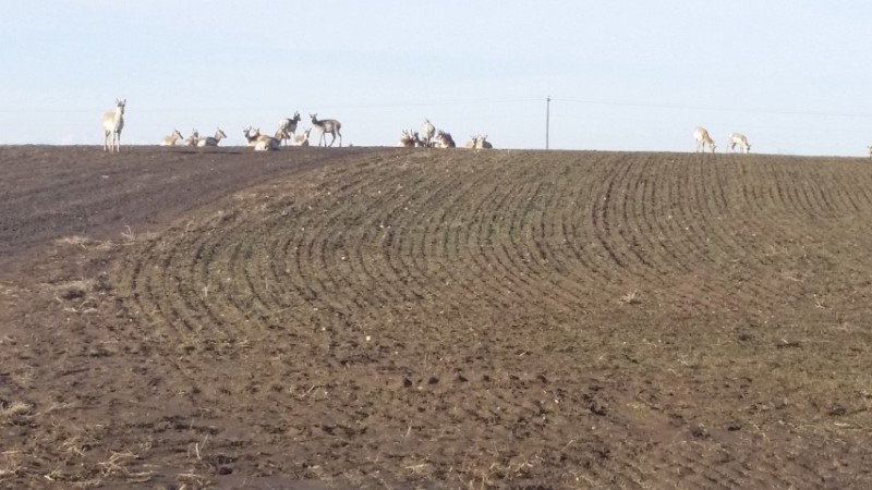 20170212_160922 antelope (Small).jpg