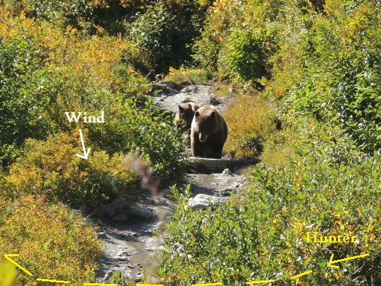 Grizz.jpg