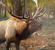 elk11.jpg