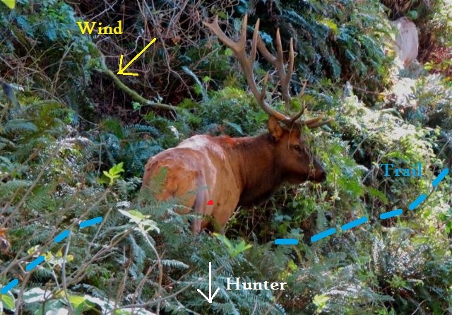 Fern%20Elk%202.jpg