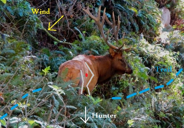 Fern Elk 3.jpg