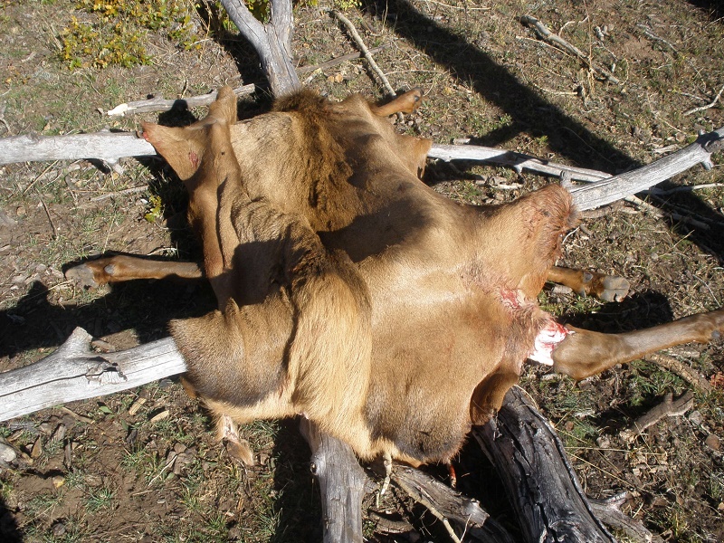 2Vcow2010small.jpg
