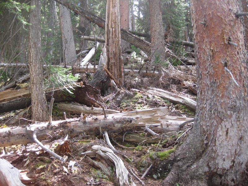 blowdown in Weiminuche800pix.jpg