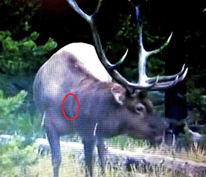 bull frontal800.jpg