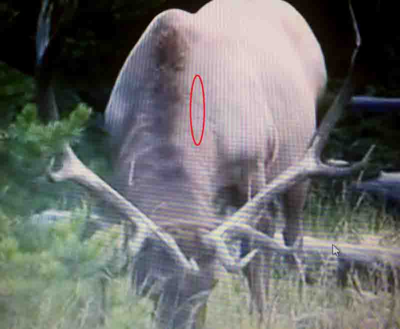elk head down800.jpg