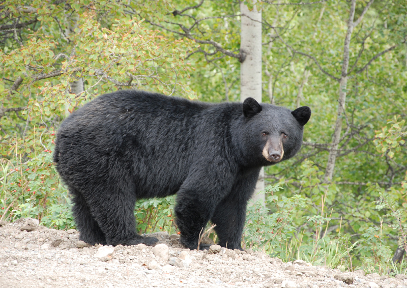 Black-bear800pix.jpg