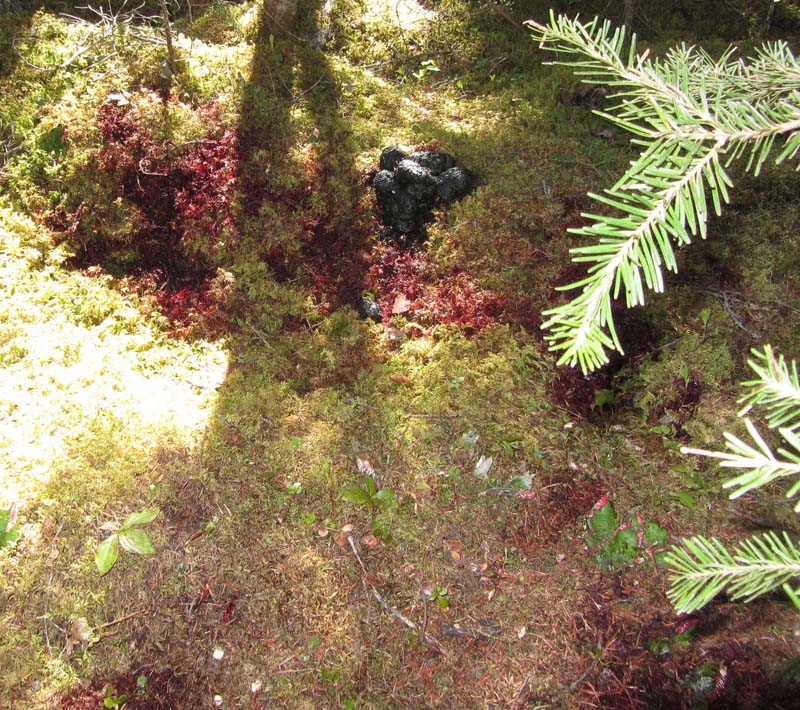 wounded bear2 800pix.jpg