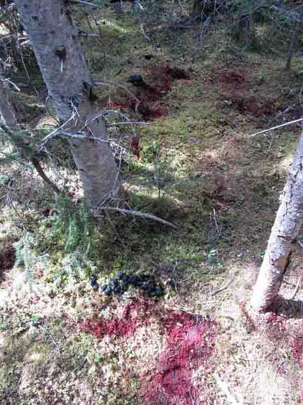 wounded bear track 800pix.jpg