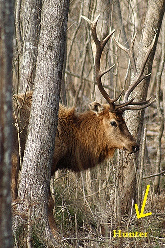 Rifle Elk.jpg