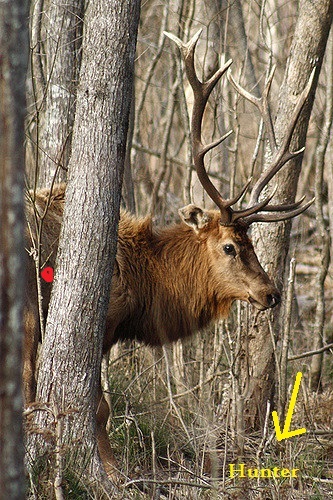 Rifle%20Elk[1].jpg